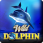 Wild Dolphin